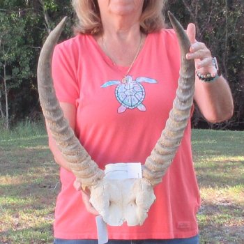 B-Grade Waterbuck Skull Plate with 20" Horns - $60