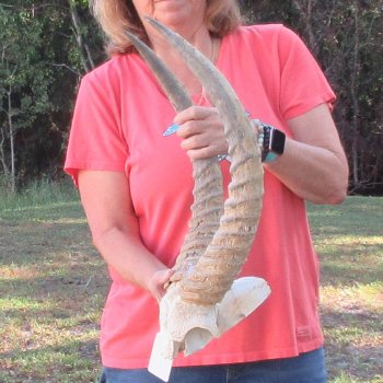B-Grade Waterbuck Skull Plate with 20" Horns - $60