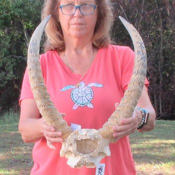 B-Grade Waterbuck Skull Plate with 20" Horns - $60