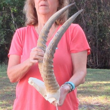 B-Grade Waterbuck Skull Plate with 20" Horns - $60