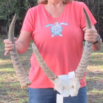 B-Grade Waterbuck Skull Plate with 20" Horns - $60