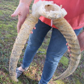 B-Grade Waterbuck Skull Plate with 20" Horns - $60
