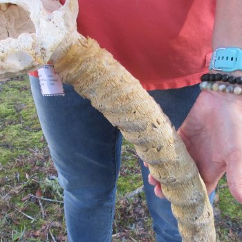 B-Grade Waterbuck Skull Plate with 20" Horns - $60