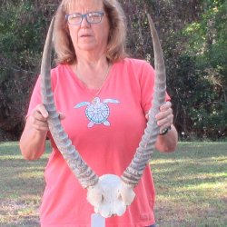 Waterbuck Skull Plate with 23" Horns - $95
