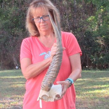 Waterbuck Skull Plate with 23" Horns - $95