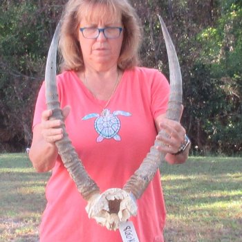 Waterbuck Skull Plate with 23" Horns - $95