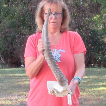 Waterbuck Skull Plate with 23" Horns - $95