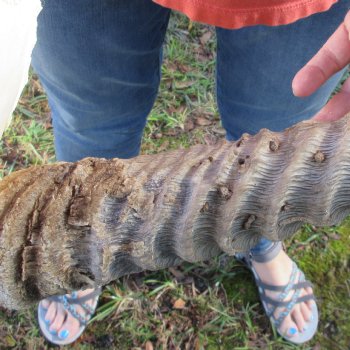 Waterbuck Skull Plate with 23" Horns - $95