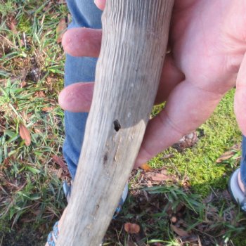 Waterbuck Skull Plate with 23" Horns - $95