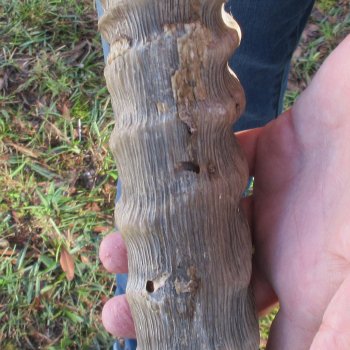 Waterbuck Skull Plate with 23" Horns - $95