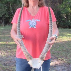 Waterbuck Skull Plate with 24" Horns - $95