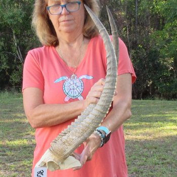 Waterbuck Skull Plate with 24" Horns - $95
