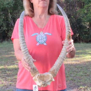 Waterbuck Skull Plate with 24" Horns - $95