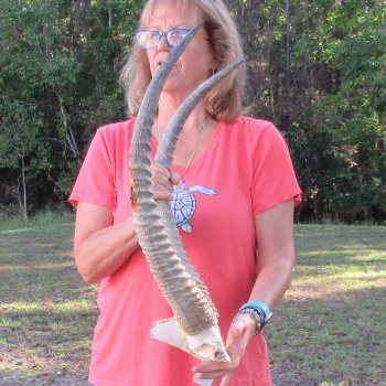 Waterbuck Skull Plate with 24" Horns - $95