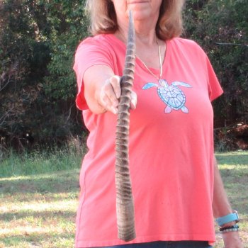 27" Female African Sable Horn - $50