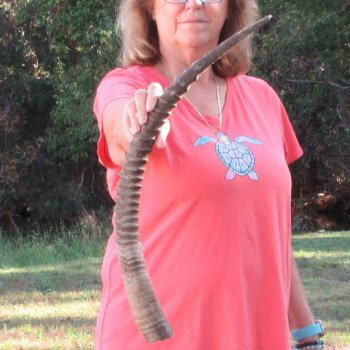 27" Female African Sable Horn - $50