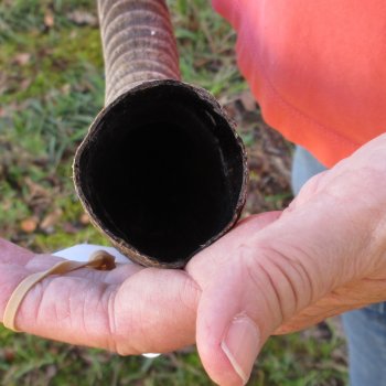 27" Female African Sable Horn - $50