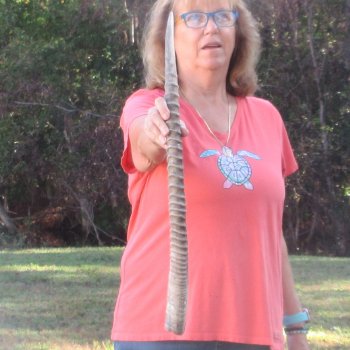 31" Female African Sable Horn - $50