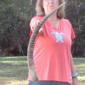 31" Female African Sable Horn - $50