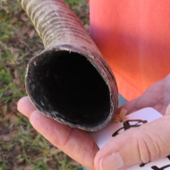 31" Female African Sable Horn - $50