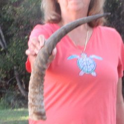 23" Waterbuck Horn - $32