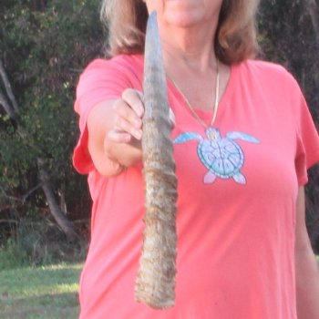 23" Waterbuck Horn - $32