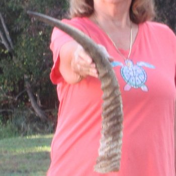 23" Waterbuck Horn - $32