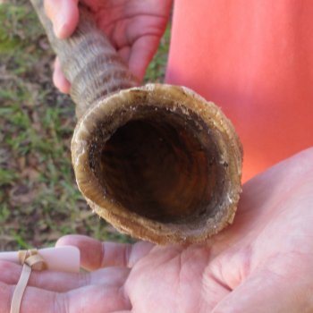 23" Waterbuck Horn - $32