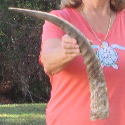 23" Waterbuck Horn - $32