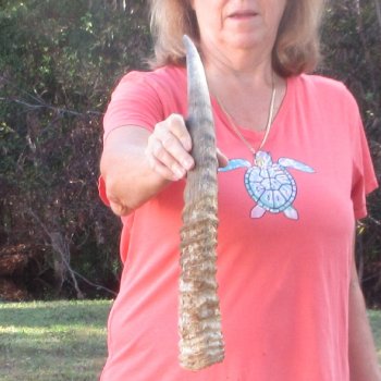 23" Waterbuck Horn - $32