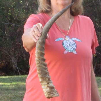 23" Waterbuck Horn - $32