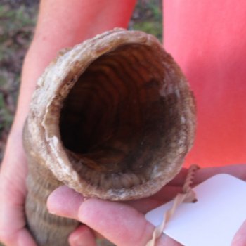 23" Waterbuck Horn - $32