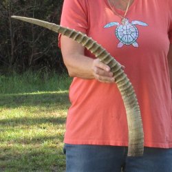 28" Female African Sable Horn - $50