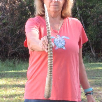 28" Female African Sable Horn - $50