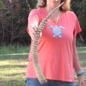 28" Female African Sable Horn - $50