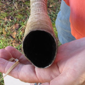 28" Female African Sable Horn - $50