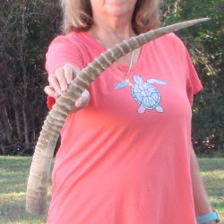 28" Female African Sable Horn - $50