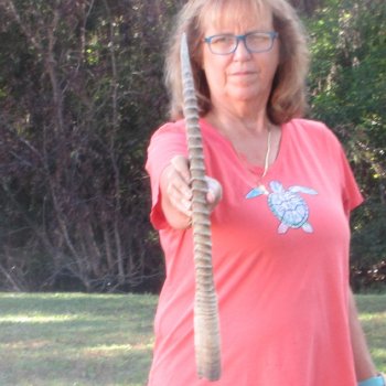 28" Female African Sable Horn - $50