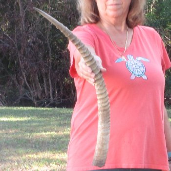 28" Female African Sable Horn - $50