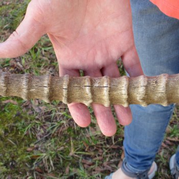 28" Female African Sable Horn - $50