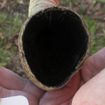 28" Female African Sable Horn - $50