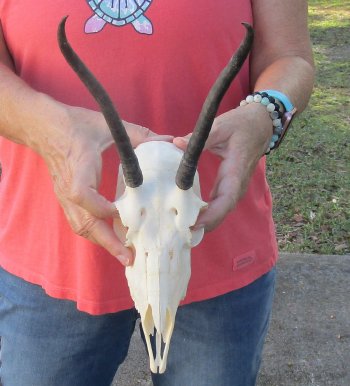 7-1/2 inch Horns on Female Springbok Skull - $47