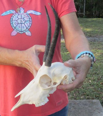 7-1/2 inch Horns on Female Springbok Skull - $47