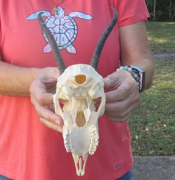 7-1/2 inch Horns on Female Springbok Skull - $47