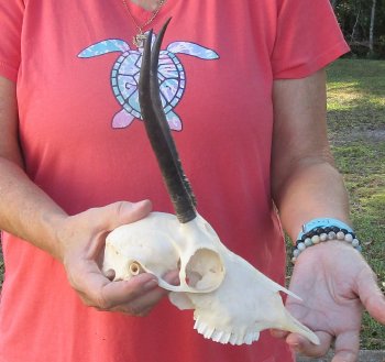 7-1/2 inch Horns on Female Springbok Skull - $47