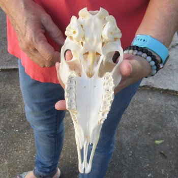 7-1/2 inch Horns on Female Springbok Skull - $47