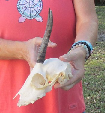 B-Grade 5 1/2" Horns on Female Springbok Skull - $32