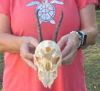B-Grade 5 1/2" Horns on Female Springbok Skull - $32