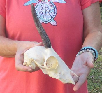 B-Grade 5 1/2" Horns on Female Springbok Skull - $32