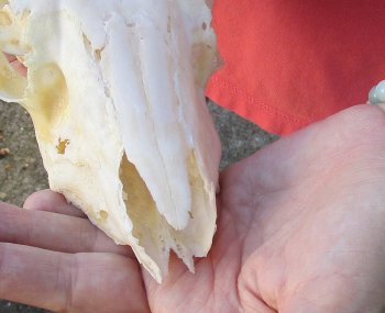 B-Grade 5 1/2" Horns on Female Springbok Skull - $32